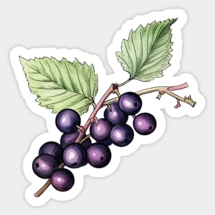 Blackcurrant Art Sticker